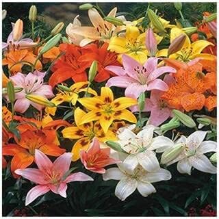 elilyflowerheirloomnongmo flower seeds