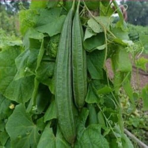 Green Ridge Gourd Seeds – Heirloom, Non-GMO, High Germination Organic Garden Seeds Planting