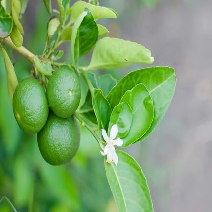 Green Lemon Tree Seeds – Heirloom, Non-GMO, High Germination Organic Garden Seeds