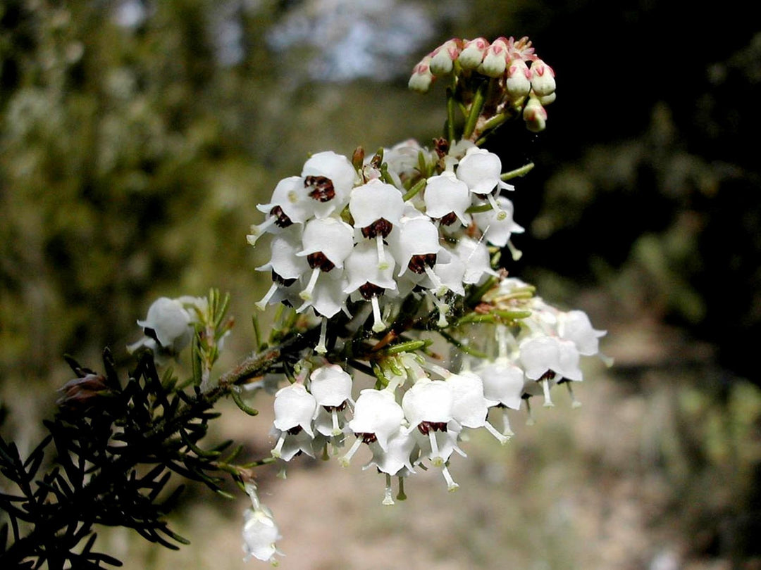 White Calluna Flower Seeds Heirloom Non-GMO High Germination Organic Garden Seeds for Planting
