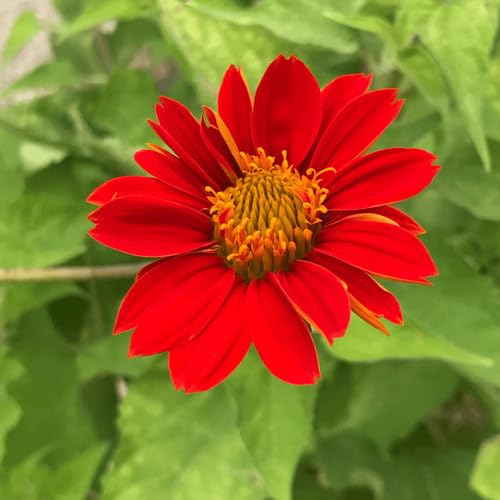Red Tithonia Flower Seeds – Heirloom, Non-GMO, High Germination Organic Seeds