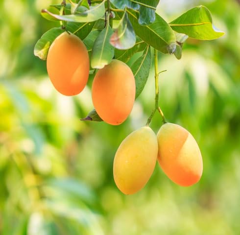 Yellow Mango Seeds – Heirloom, Non-GMO, High Germination Organic Garden Seeds