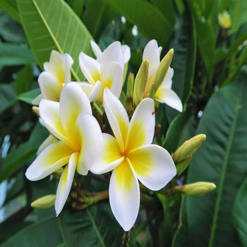 yellow white flower seeds