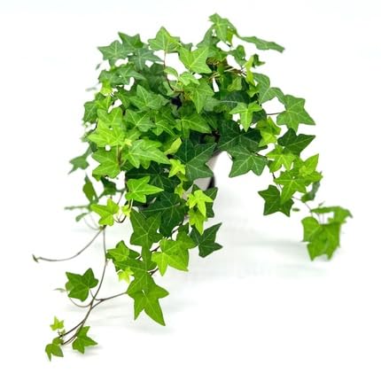 ivy flower seeds