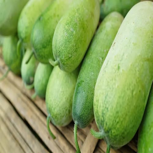 Ash Gourd Seeds – Heirloom, Non-GMO, High Germination Organic Garden Seeds Planting