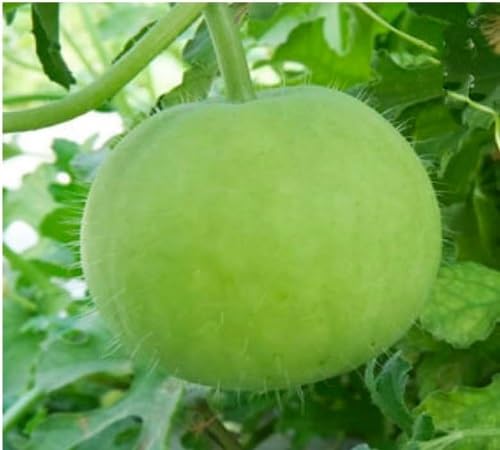 Green Tinda Seeds – Heirloom, Non-GMO, High Germination Organic Garden Seeds Planting