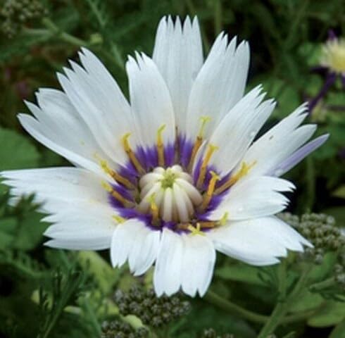 White Catananche Flower Seeds Heirloom Non-GMO High Germination Organic Garden Seeds for Planting