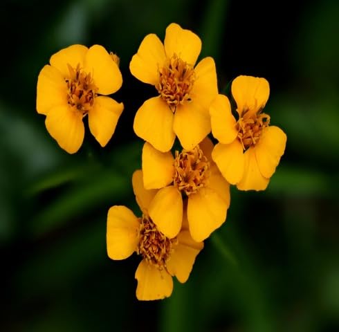 Yellow Tarragon Flower Seeds Heirloom Non-GMO High Germination Organic Garden Seeds for Planting