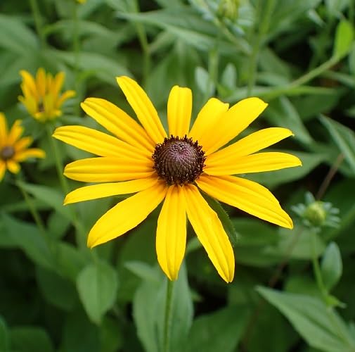 Yellow Rudbeckia Flower Seeds for Planting – Heirloom, Non-GMO, High Germination Organic Garden Seeds