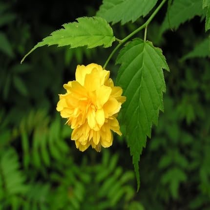 Yellow Kerria Flower Seeds – Heirloom, Non-GMO, High Germination Organic Garden Seeds for Planting
