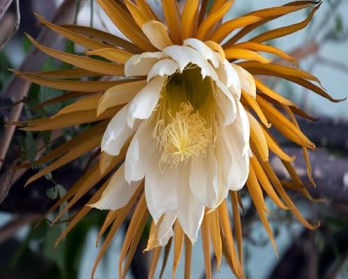 White Selenicereus Grandiflorus Flower Seeds for Planting – Heirloom, Non-GMO, High Germination Organic Garden Seeds