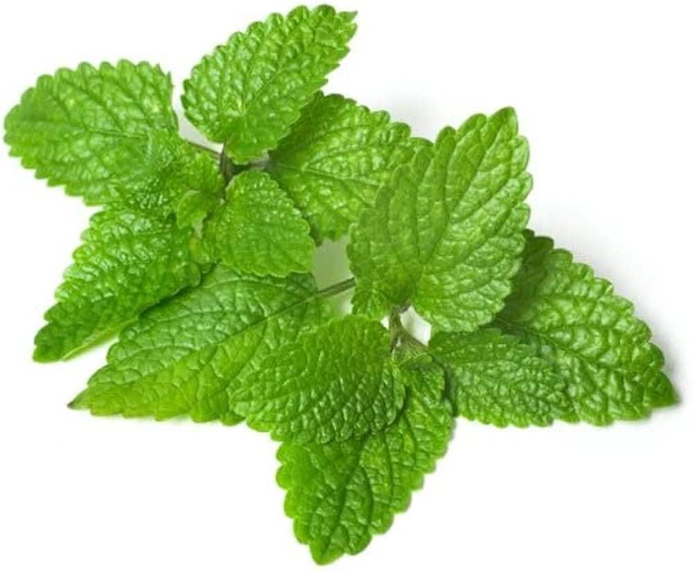 Lemon Balm herb seeds