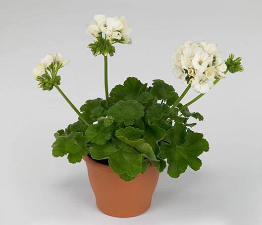 green geranium heirloom non-gmo seeds