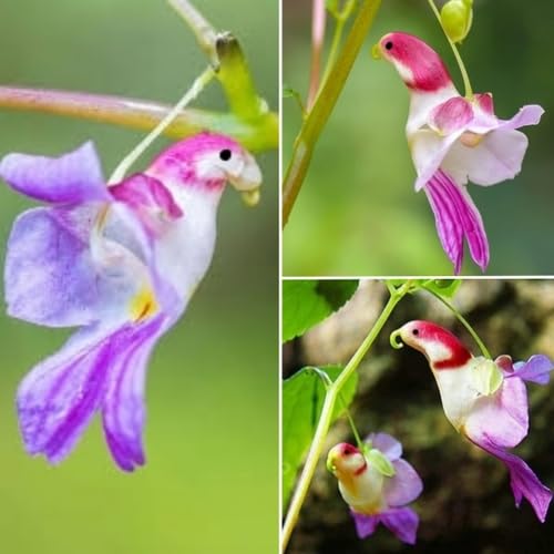 Mixed Parrot Orchid Flower Seeds – Heirloom, Non-GMO, High Germination Seeds