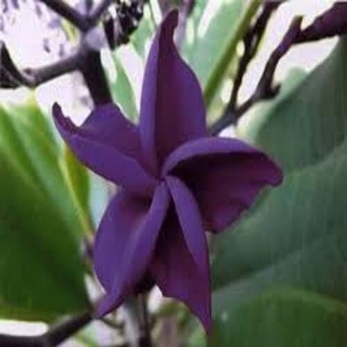 Purple Plumeria Flower Seeds Heirloom Non-GMO High Germination Organic Garden Seeds for Planting