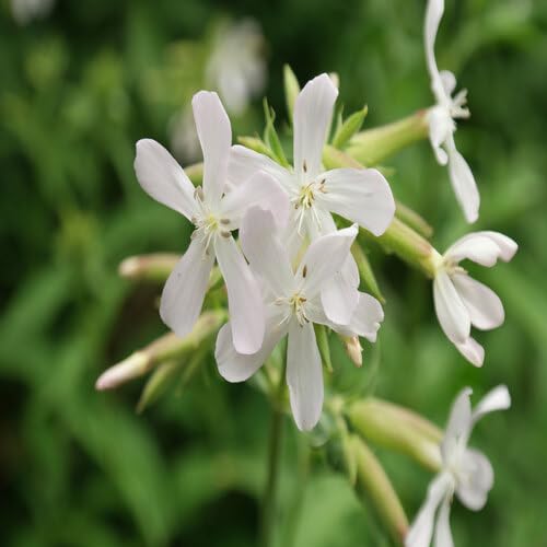 White Saponaria Flower Seeds – Heirloom Non-GMO Organic Garden Seeds