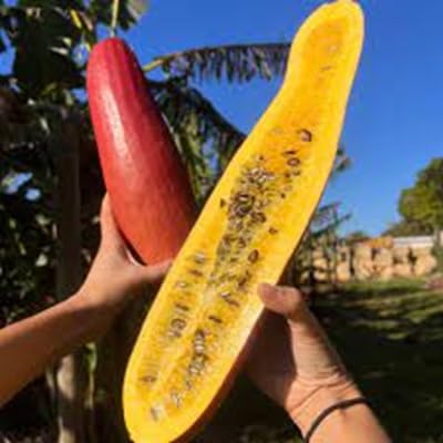 Sicana Seeds – Heirloom, Non-GMO, High Germination Organic Garden Seeds