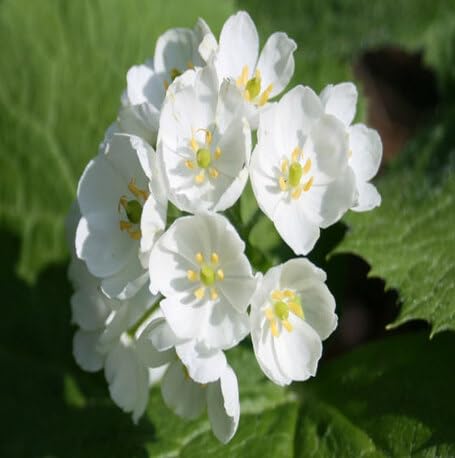 skeleton flower white heirloom non-gmo seeds