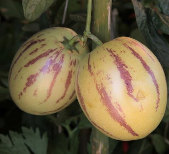 Red Ginseng Melon Seeds – Heirloom, Non-GMO, High Germination Organic Garden Seeds