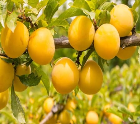 Mirabelle Plum Fruit Seeds – Heirloom, Non-GMO, High Germination Organic Garden Seeds