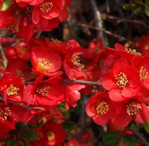 Red Chaenomeles Flower Seeds – Heirloom, Non-GMO, High Germination Organic Garden Seeds for Planting