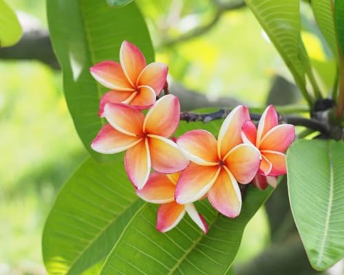plumeriaflowermixedheirloomnongmo flower seeds