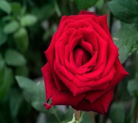 Rose Flower Seeds for Planting – Heirloom Non-GMO High Germination Organic Garden Seeds