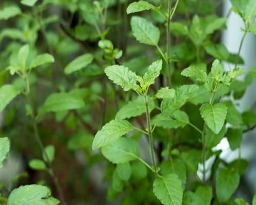 Basil Plant Seeds Heirloom Non-GMO High Germination Organic Garden Seeds for Planting