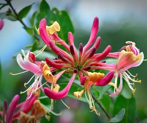 Pink Lonicera Flower Seeds – Heirloom, Non-GMO, High Germination Organic Garden Seeds for Planting