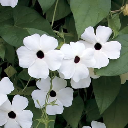 White Thunbergia Flower Seeds – Heirloom Non-GMO Organic Garden Seeds