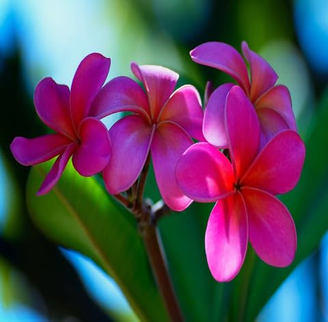 Pink Frangipani Flower Seeds – Heirloom, Non-GMO High Germination Seeds for Planting | Organic Garden Seeds