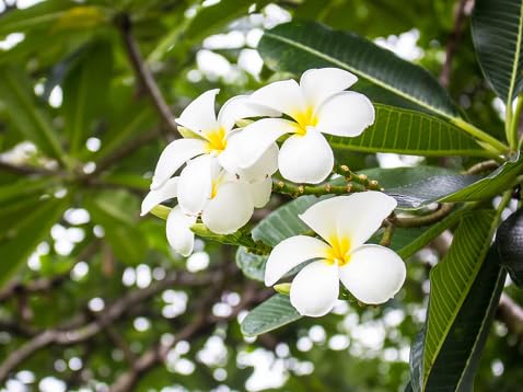 Plumeria Flower Seeds – Heirloom, Non-GMO, High Germination Organic Garden Seeds for Planting Seeds for Planting