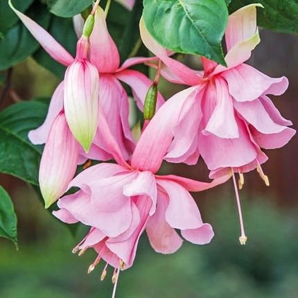 Pink Fuchsia Flower Seeds – Heirloom, Non-GMO, High Germination Organic Garden