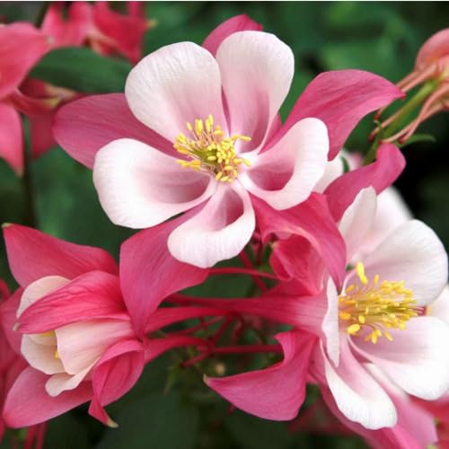 Pink White Aquilegia Flower Seeds – Heirloom Non-GMO High Germination Organic Garden Seeds