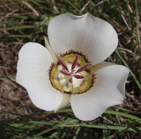 white calochortus flower seeds