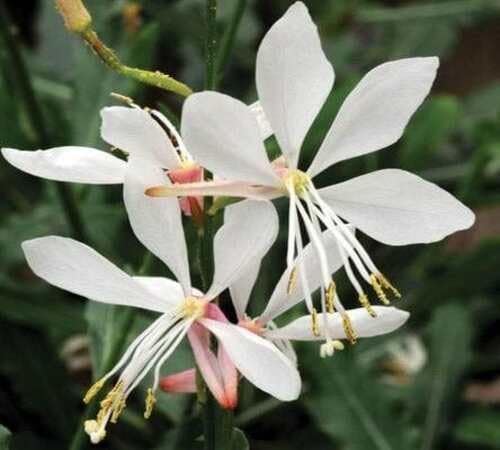 White Gaura Flower Seeds Heirloom Non-GMO High Germination Organic Garden Seeds for Planting