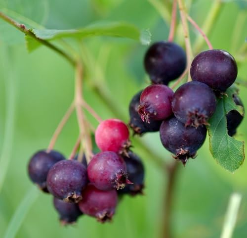Saskatoon Berry Seeds – Heirloom, Non-GMO, High Germination Organic Garden Seeds