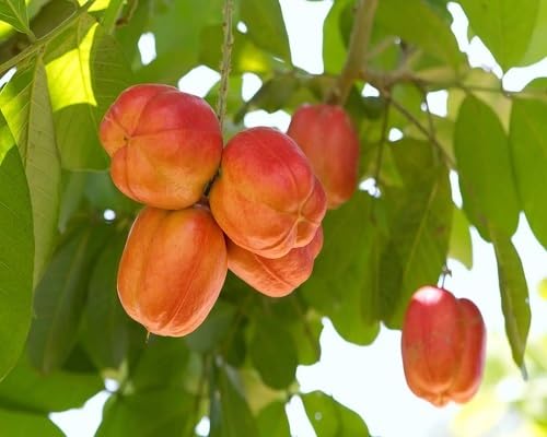 Red Ackee Seeds – Heirloom, Non-GMO, High Germination Organic Garden Seeds