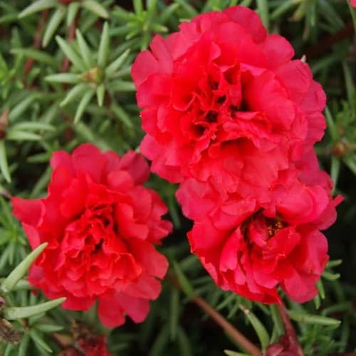 Portulaca Flower Seeds Red – Heirloom Non-GMO High Germination Organic Garden