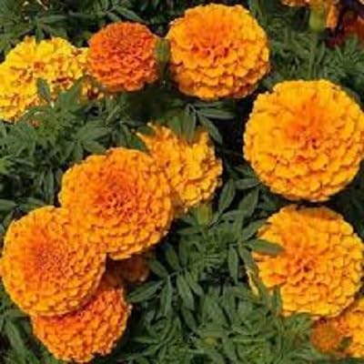 Marigold Flower Seeds – Heirloom, Non-GMO, High Germination Organic Garden Seeds for Planting