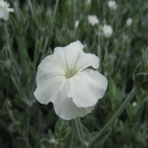 Lychnis Flower Seeds – Heirloom, Non-GMO, High Germination Organic Garden Seeds for Planting