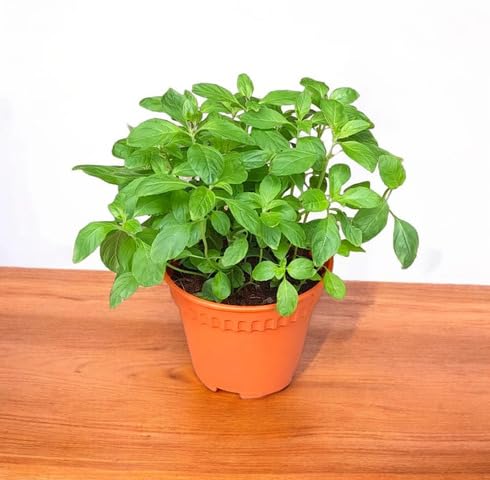 Green Mentha Plant Seeds Heirloom Non-GMO High Germination Organic Garden Seeds for Planting