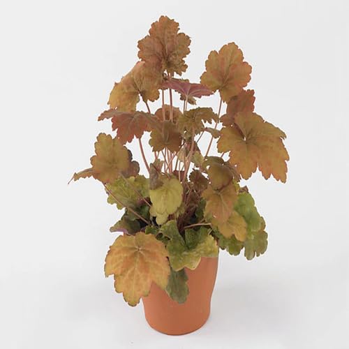 heuchera brown flower seeds