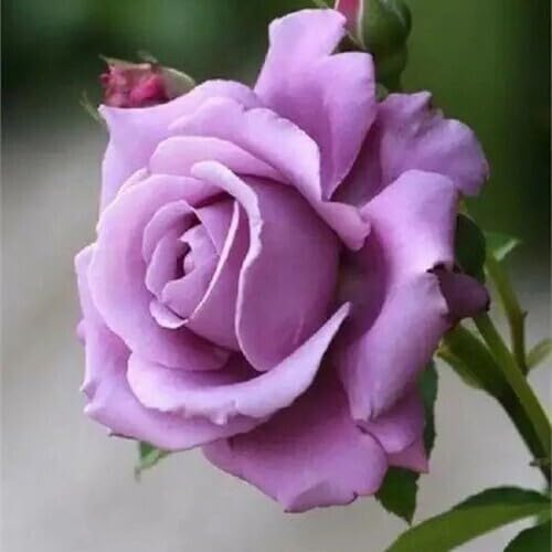 Giant Rose Lavender Flower Seeds for Planting – Heirloom Non-GMO High Germination Organic Garden Seeds