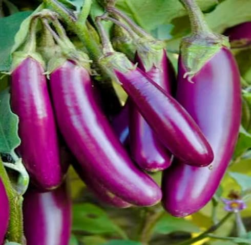 Purple Brinjal Seeds – Heirloom, Non-GMO, High Germination Organic Garden Seeds Planting