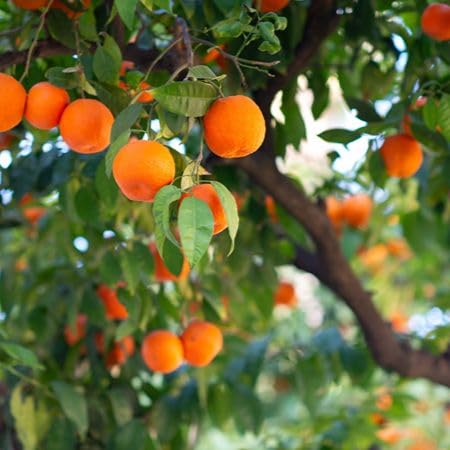Orange Orange Seeds – Heirloom, Non-GMO, High Germination Organic Garden Seeds
