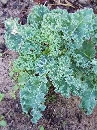 blueridgekaleheirloomnongmo flower seeds