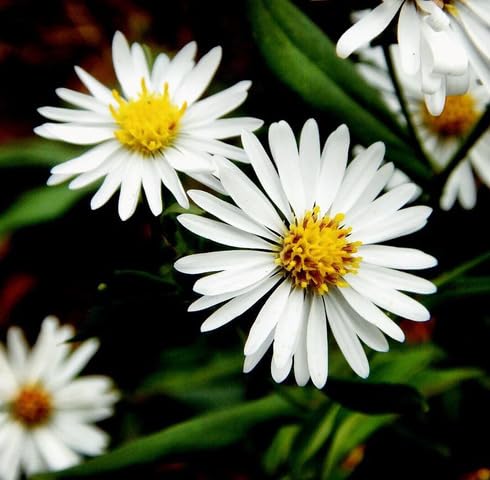 white aster flower seeds