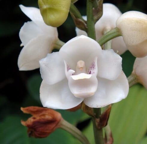 White Peristeria Flower Seeds for Planting – Heirloom, Non-GMO, High Germination