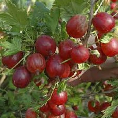 Red Gooseberry Seeds – Heirloom, Non-GMO, High Germination Organic Garden Seeds